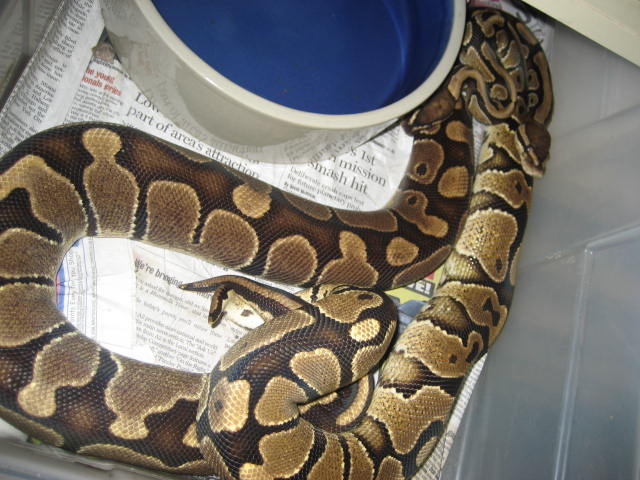 YB breeding Carmel looking female