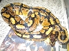 Yellow belly IanG male top