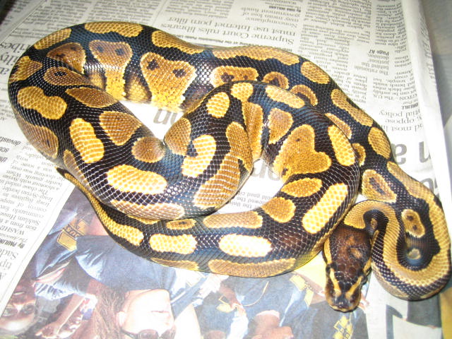 Yellow belly IanG male top