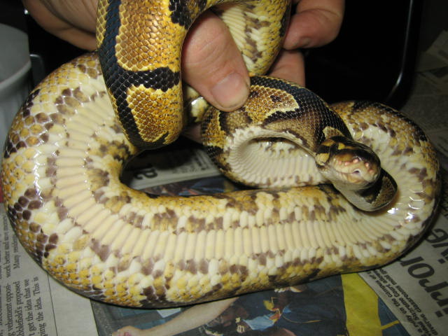 Yellowbelly Male IanG belly