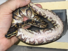 Weird yellow belly's belly