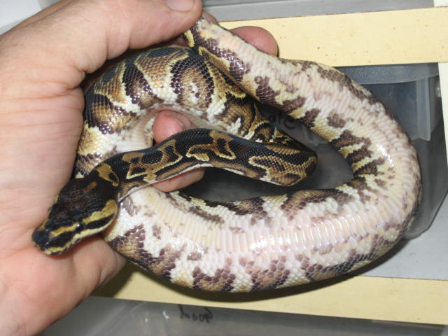 Weird yellow belly's belly