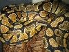Yellowbelly breeding female 20