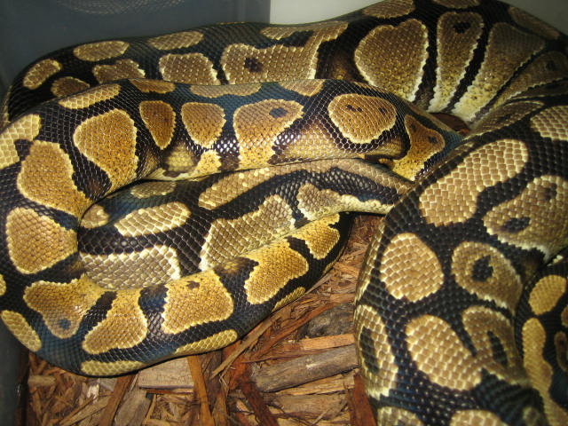 Yellowbelly breeding female 20
