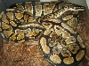 YB breeding Female 20