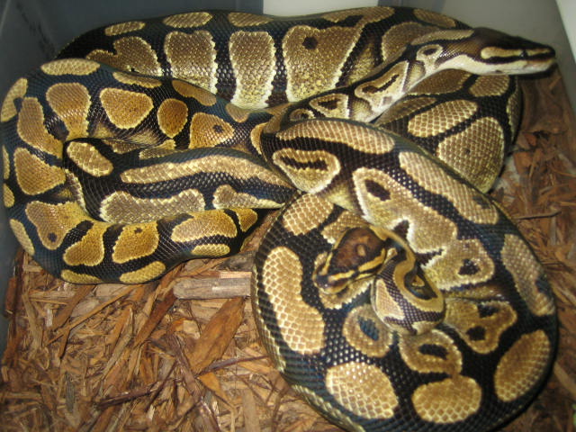 YB breeding Female 20