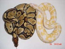 Yellowbelly with Albino