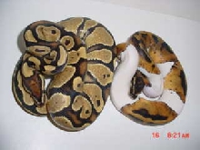 YellowBelly with PIED