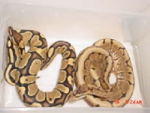 Yellow belly with SPIDER