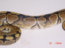 Close up of the two spots