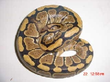 Weird ball maybe genetic