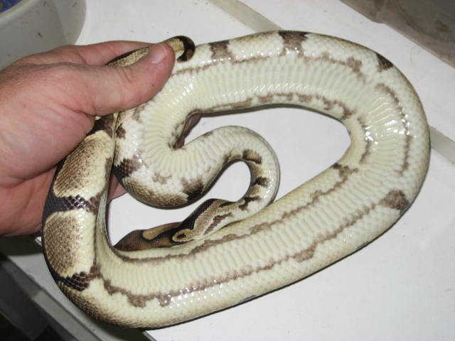 High yellow female something new belly