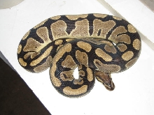 High yellow ball..something new