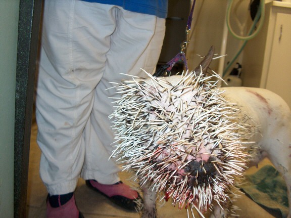 Pit and a porcupine