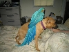 I PITTy that BIRD