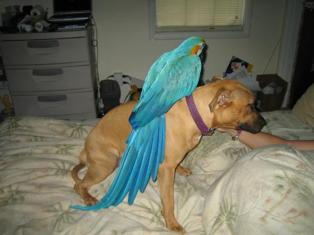 I PITTy that BIRD
