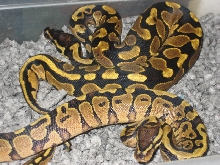 Bad @$$ Yellow bellies