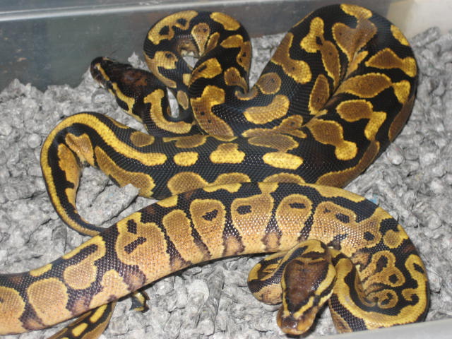 Bad @$$ Yellow bellies