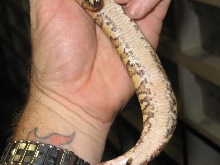 Bad @$$ Yellow belly belly shot