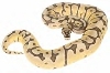 Renaissance Reptiles Spider mojave