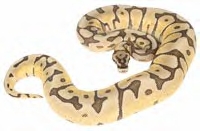 Renaissance Reptiles Spider mojave