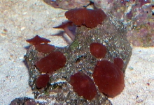 Saltwater - Austin Aquariums