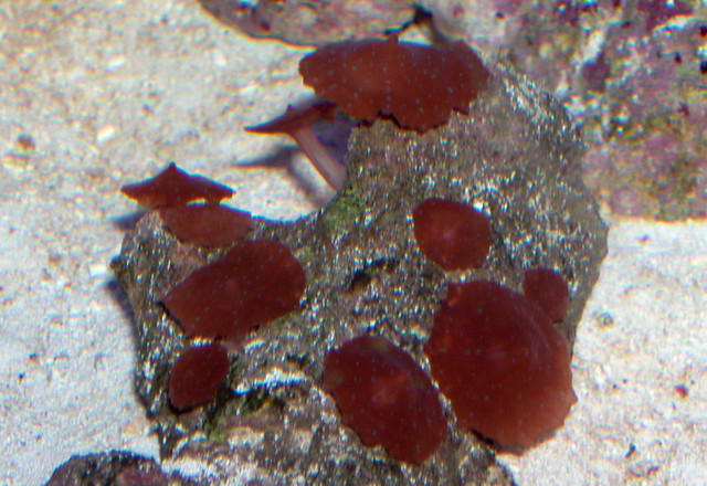 Saltwater - Austin Aquariums