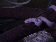 pink eye leucistic ratsnake hatchling on branch