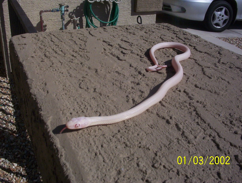 "pink eye leucistic" loki outside on ledge