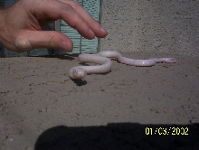 pink eye leucistic ratsnake hatchling "loki" pic with my hand in