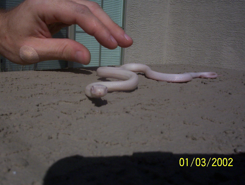pink eye leucistic ratsnake hatchling "loki" pic with my hand in