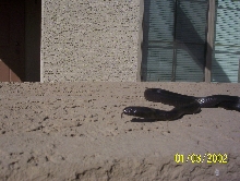 "mbk hatchling outside on ledge" odin
