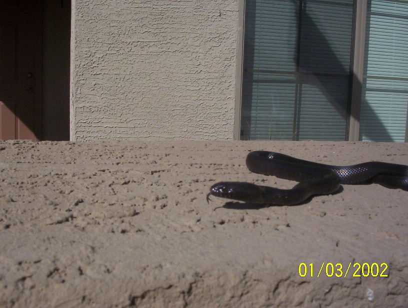 "mbk hatchling outside on ledge" odin
