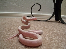 pink eye leucistic ratsnake hatchling good pic
