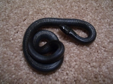 mbk hatchling 07