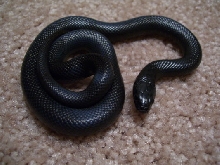 mbk hatchling 06