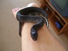 Sid, The Black pine snake as a hatchling