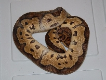 CLOWN MALE