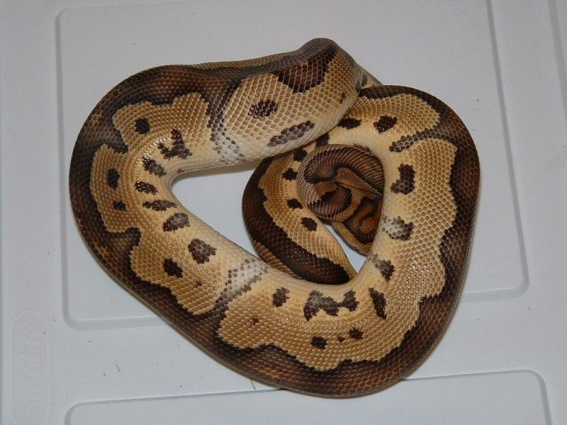 CLOWN MALE