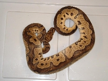 CLOWN MALE