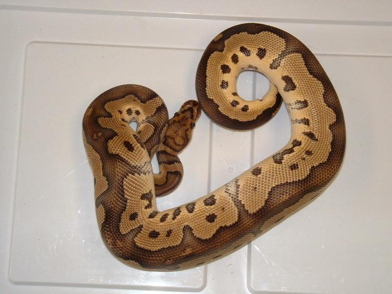 CLOWN MALE