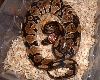 copper head ball 2
