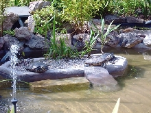 red eared sliders basking