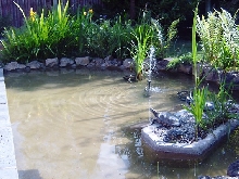 another photo of slider pond