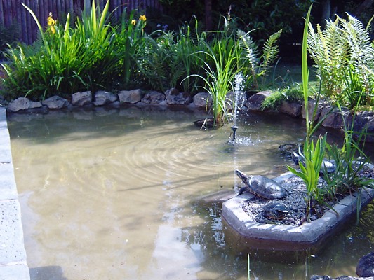 another photo of slider pond