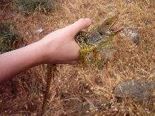 lacerta lepida close-up