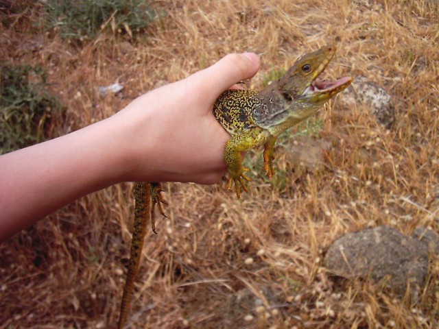 lacerta lepida close-up