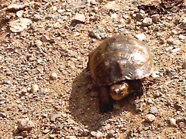 caught in spain