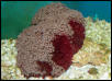 Saltwater - Austin Aquariums