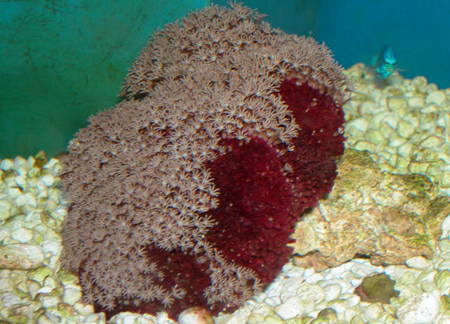 Saltwater - Austin Aquariums